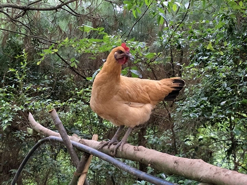 乌皮土鸡